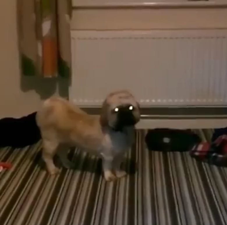 Ghost touching the Dog