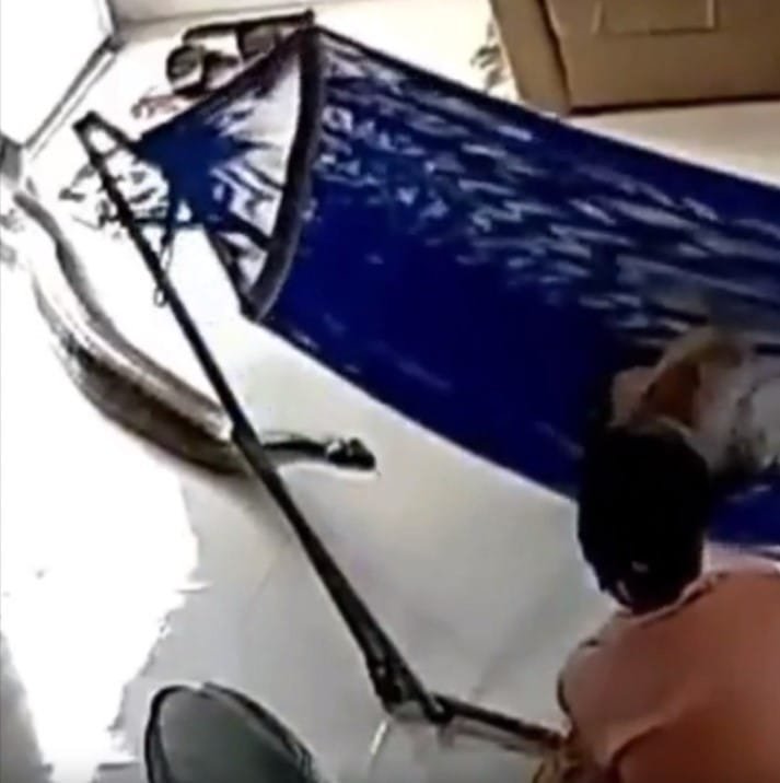 Large Snake inches away from the Baby