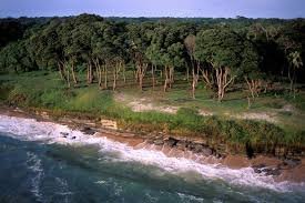 Akanda's Forbidden Forests - Haunted Places in Gabon - Creepyhq