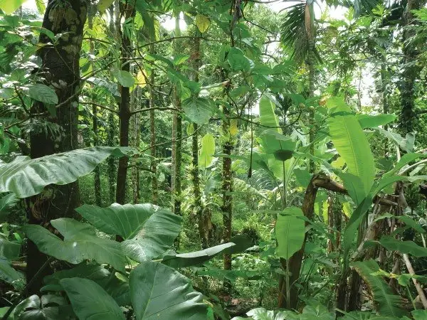 Pohnpei Jungle - Haunted Places in Micronesia - creepyhq
