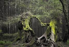 Hoia Baciu Forest - Haunted Places in Romania - creepyhq