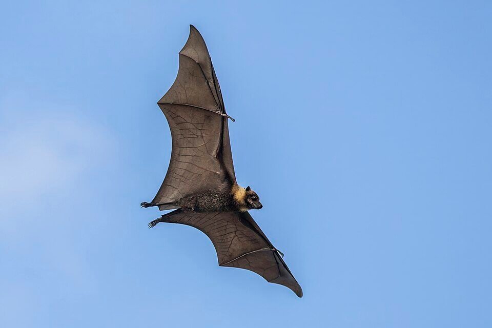 Kolovai Bat Sanctuary - Haunted Places in Tonga  - creepyhq