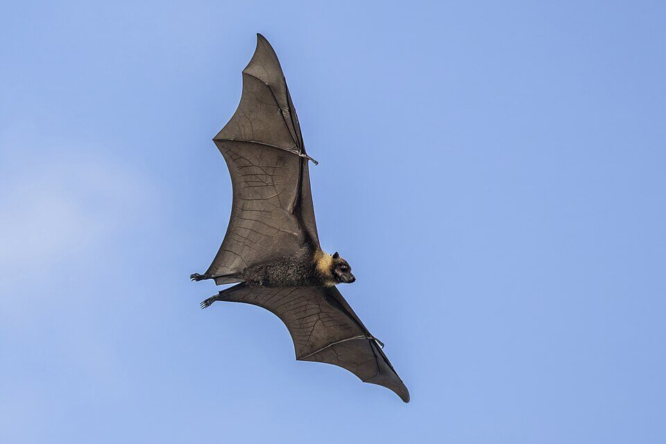 Kolovai Bat Sanctuary - Haunted Places in Tonga  - creepyhq